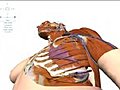 Google Earth for the Human Body | BahVideo.com