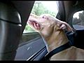 Pit bull TOMTOM in the car | BahVideo.com