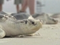 Endangered sea turtles released on Cape Cod | BahVideo.com