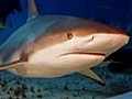 Saving the Ocean Shark Reef amp amp The  | BahVideo.com