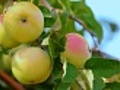 Delicious apples | BahVideo.com