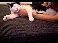 Cat enjoying massage | BahVideo.com
