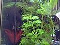 L aquarium du conqu rant et les crevettes | BahVideo.com