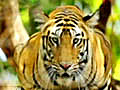 Here s a look at the NDTV tiger calendar  | BahVideo.com