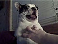 Boston Terrier Can t Stand Being Tickled | BahVideo.com