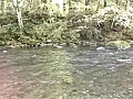 Fly Fishing BC 30lb Spring Salmon | BahVideo.com