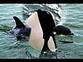 Orcas | BahVideo.com