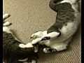 Cats kissing loving fighting | BahVideo.com