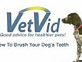 How to Brush Your Dog s Teeth Canine Dental  | BahVideo.com