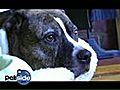 How to Adopt a Pet | BahVideo.com