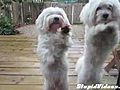 Dogs Dance To 80 s Soundtrack | BahVideo.com