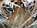 LIFE in the News Endangered Tigers | BahVideo.com