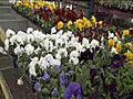 Plenty Of Spring Left For Gardening | BahVideo.com