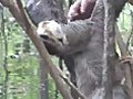 Brazil Amazon Jungle Sloth-Faultier | BahVideo.com