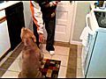 smartest pitbull ever | BahVideo.com