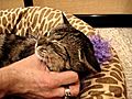 Tiger Lily - Austin Pets Alive  | BahVideo.com