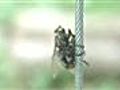Bugs 7 | BahVideo.com