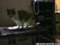 Talking cats | BahVideo.com
