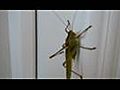 La grande sauterelle verte | BahVideo.com