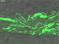 Blinking Bacteria | BahVideo.com