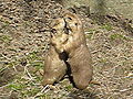 Kissing Prairie Dogs | BahVideo.com