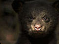 Bear introductions | BahVideo.com