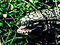Swamp Wars Tegu Bites Off Finger | BahVideo.com