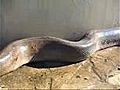 anaconda geant attaque | BahVideo.com