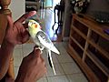 Cheeks - our family pet cockatiel whistling as  | BahVideo.com