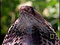 Cobra vs Monitor Lizard | BahVideo.com