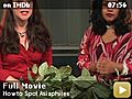 How to Spot Asiaphiles | BahVideo.com