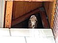owl lifts foot and sleepy AVI | BahVideo.com