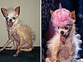 Ugliest Dog Gets a Makeover | BahVideo.com