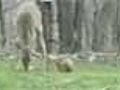 Deer Me | BahVideo.com