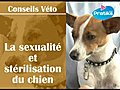 La sexualit et st rilisation du chien | BahVideo.com