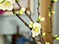 Bring Blooming Branches Inside | BahVideo.com