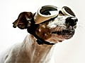 How to make funny pet videos in HD | BahVideo.com