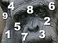 How Smart Are Chimps  | BahVideo.com