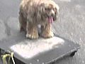 Cool Dog Skateboarding IN TRAINING  | BahVideo.com