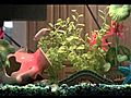 high definition time lapse video of tropical fish | BahVideo.com