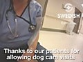 Dog Cam 15 Swedish Edmonds Therapy Pup | BahVideo.com