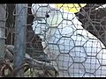 cockatoo gives evil eye | BahVideo.com