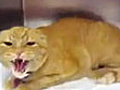 Psikopat Kedi | BahVideo.com