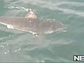 The Big Story Shark sighting off the coast of  | BahVideo.com