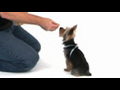 How to teach a puppy to sit | BahVideo.com