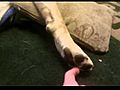 Biscuit Yellow Labrador Tickled When Sleeping | BahVideo.com
