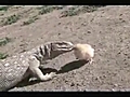 civcive ac yan dev kertenkele | BahVideo.com