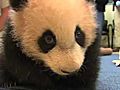 Panda Cub Milestones | BahVideo.com
