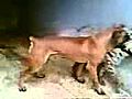 Hyena vs pitbull avi | BahVideo.com