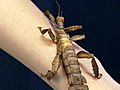 Animals Giant Prickly Stick Insect | BahVideo.com